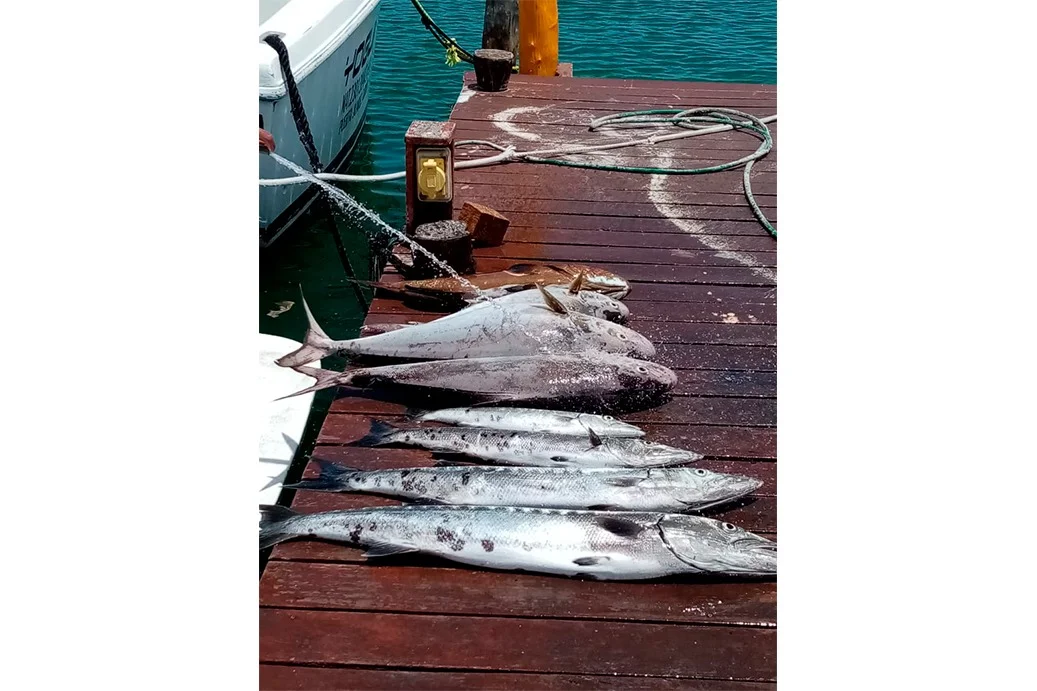 Bertram 31, foto 5